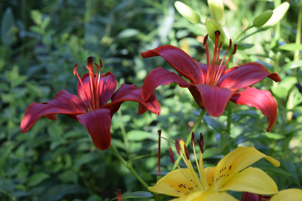 More Asiatic lilies