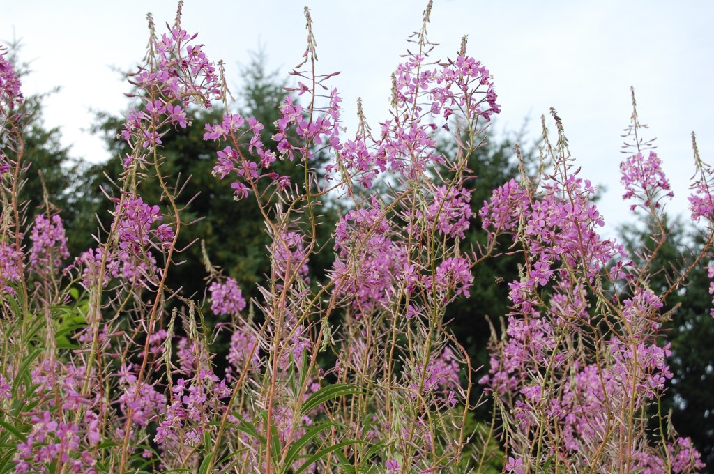 2014-07-11 20.03.26 Fireweed