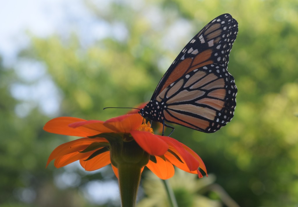 Monarch on Mexican Sunflower.