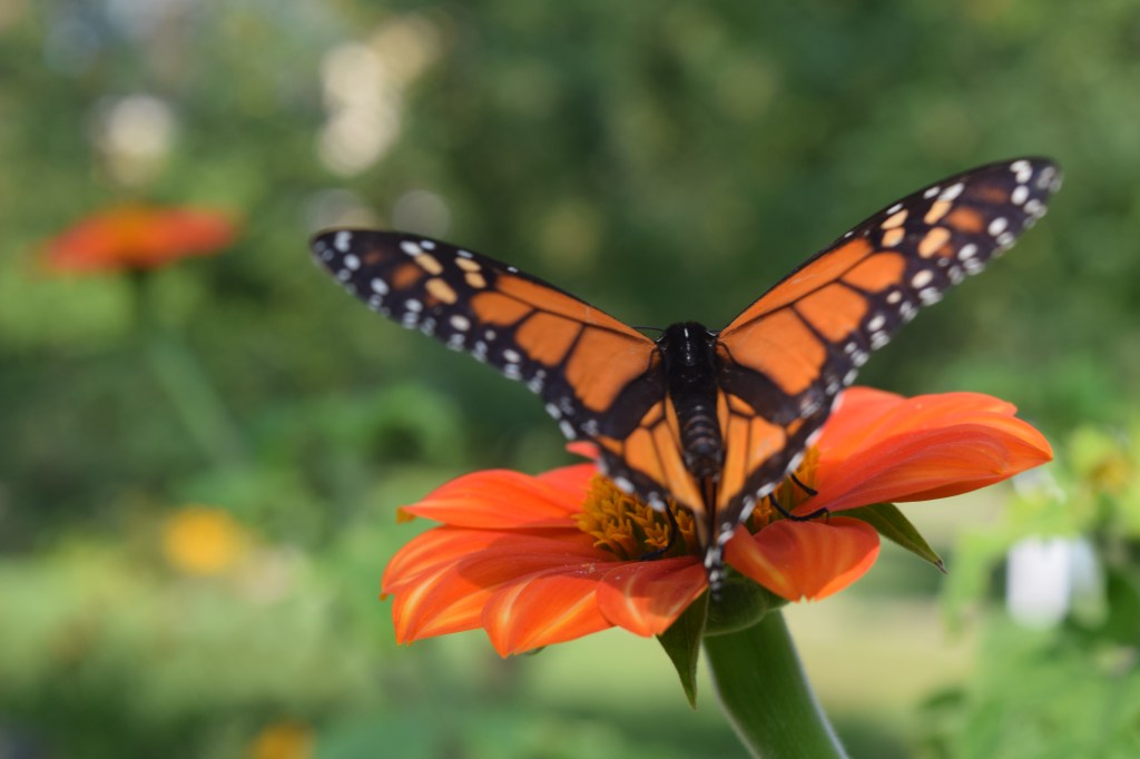 Monarch spreading his wings to catch a few rays.