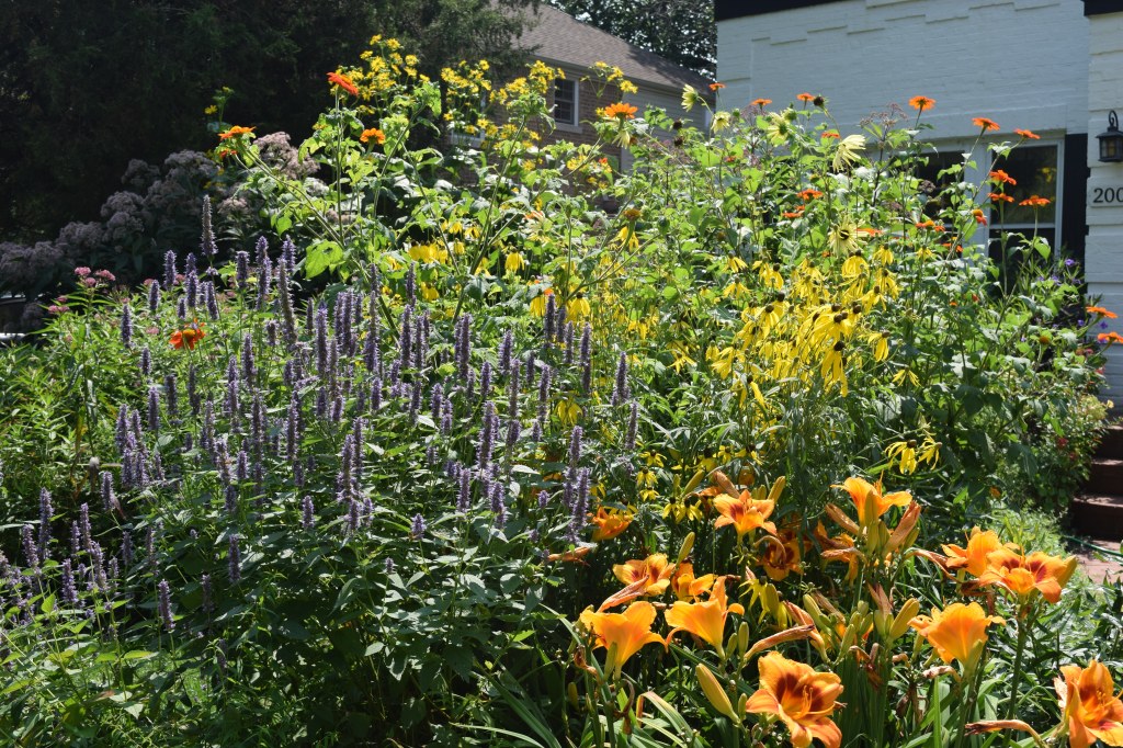 Blue spikes of anise hyssop, yellow coneflowers, Tithonia and annual sunflowers. The 'Eye-yi-yi' daylilies bloom from mid to late summer.