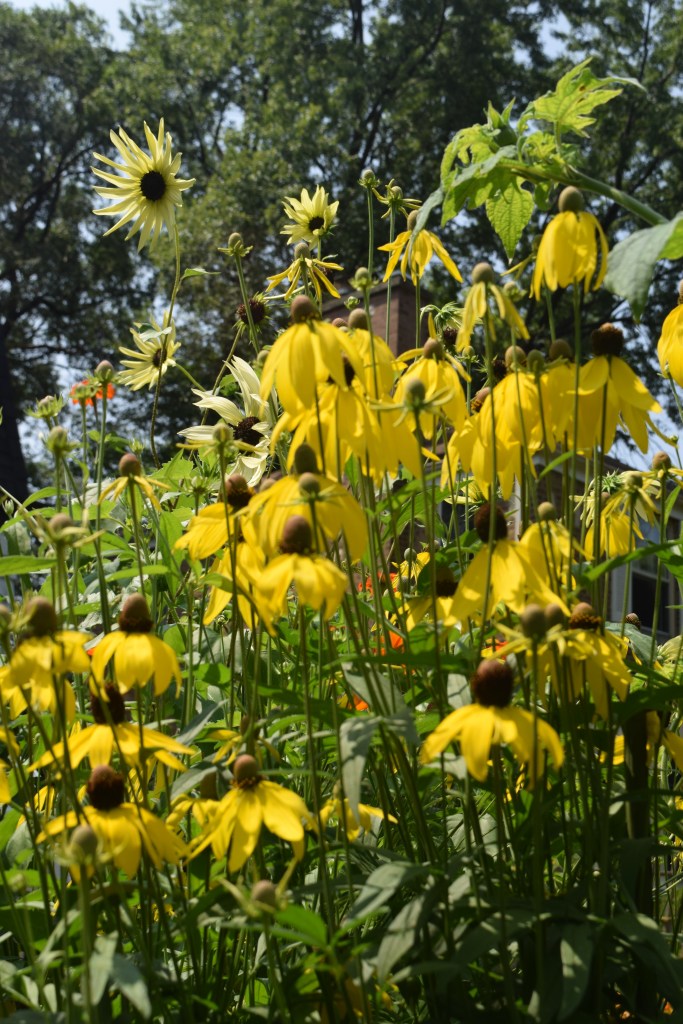 Yellow coneflower.