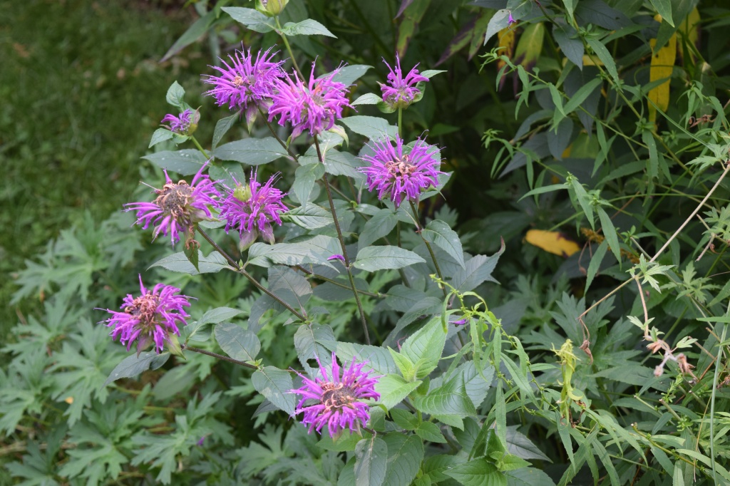 'Purple Rooster' Bee Balm