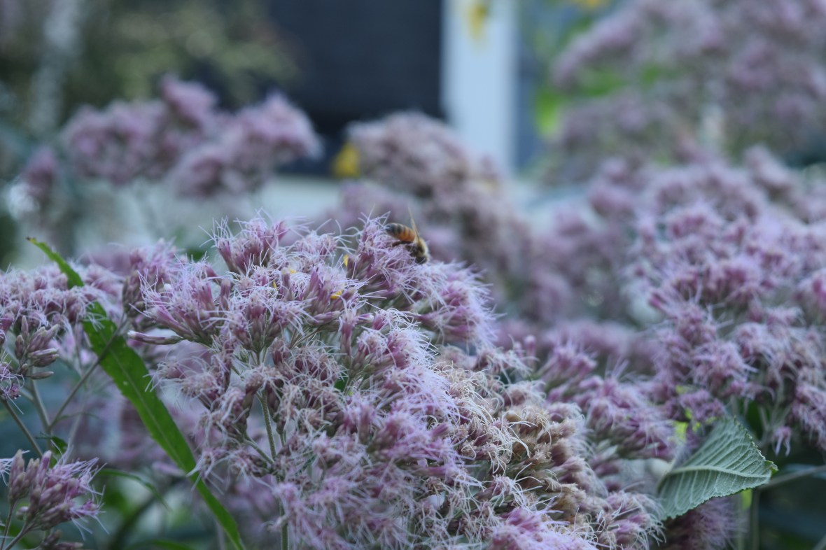 2014-08-02 12.05.05 sweet joe pye weed