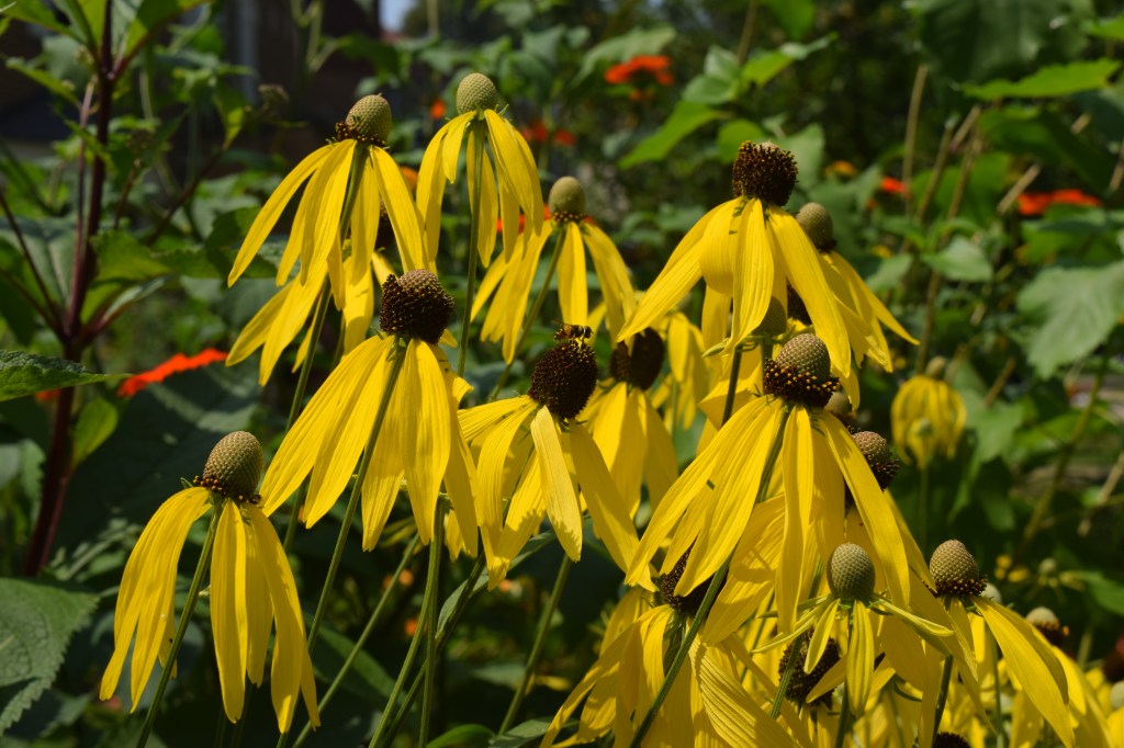 Yellow coneflower, a closer look.
