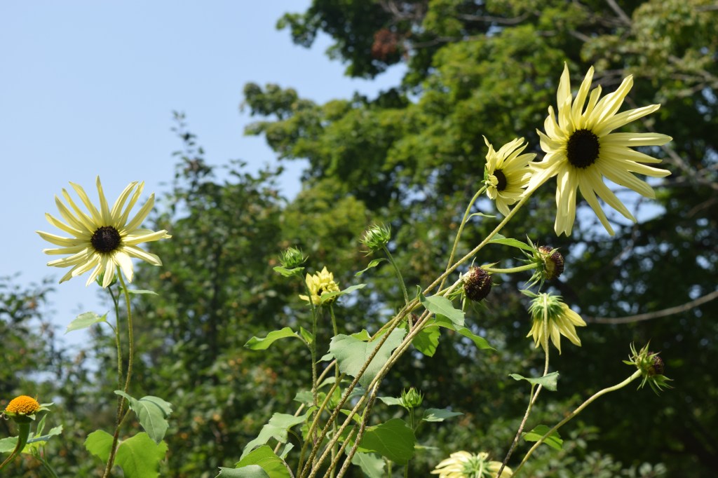 'Italian White' sunflower