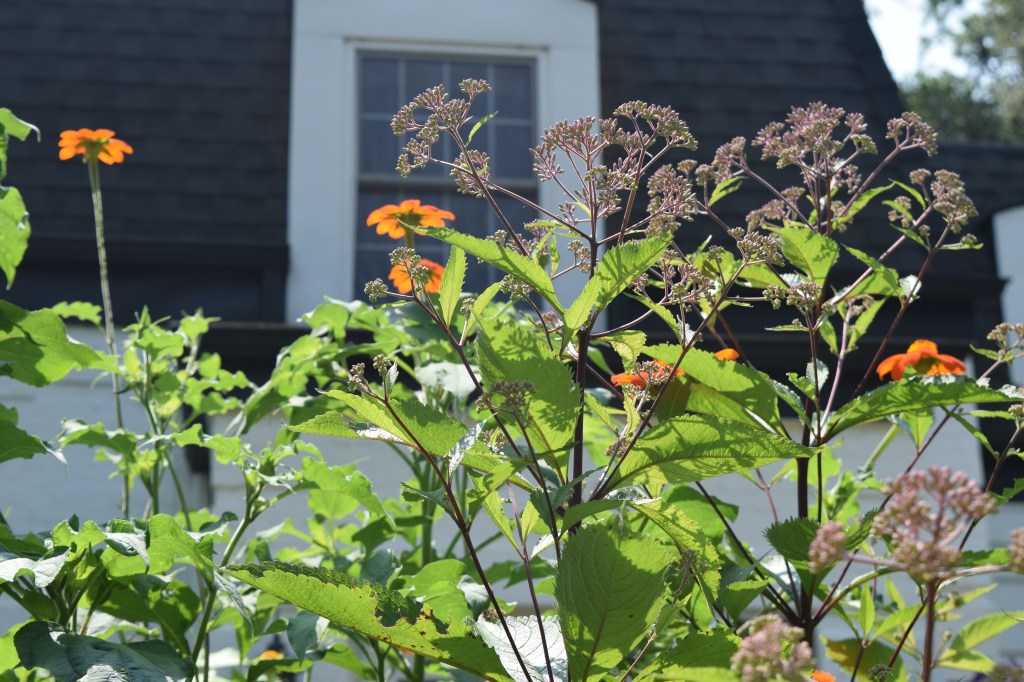 'Gateway' joe pye weed with Tithonia.