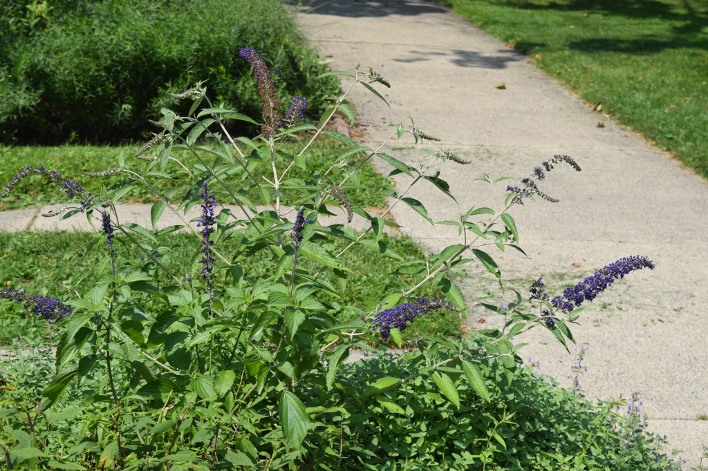 'Adonis Blue' butterfly bush.