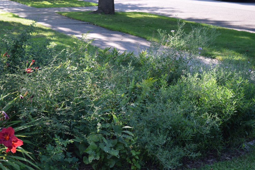 The Left Bank Garden, a collection of green lumps.