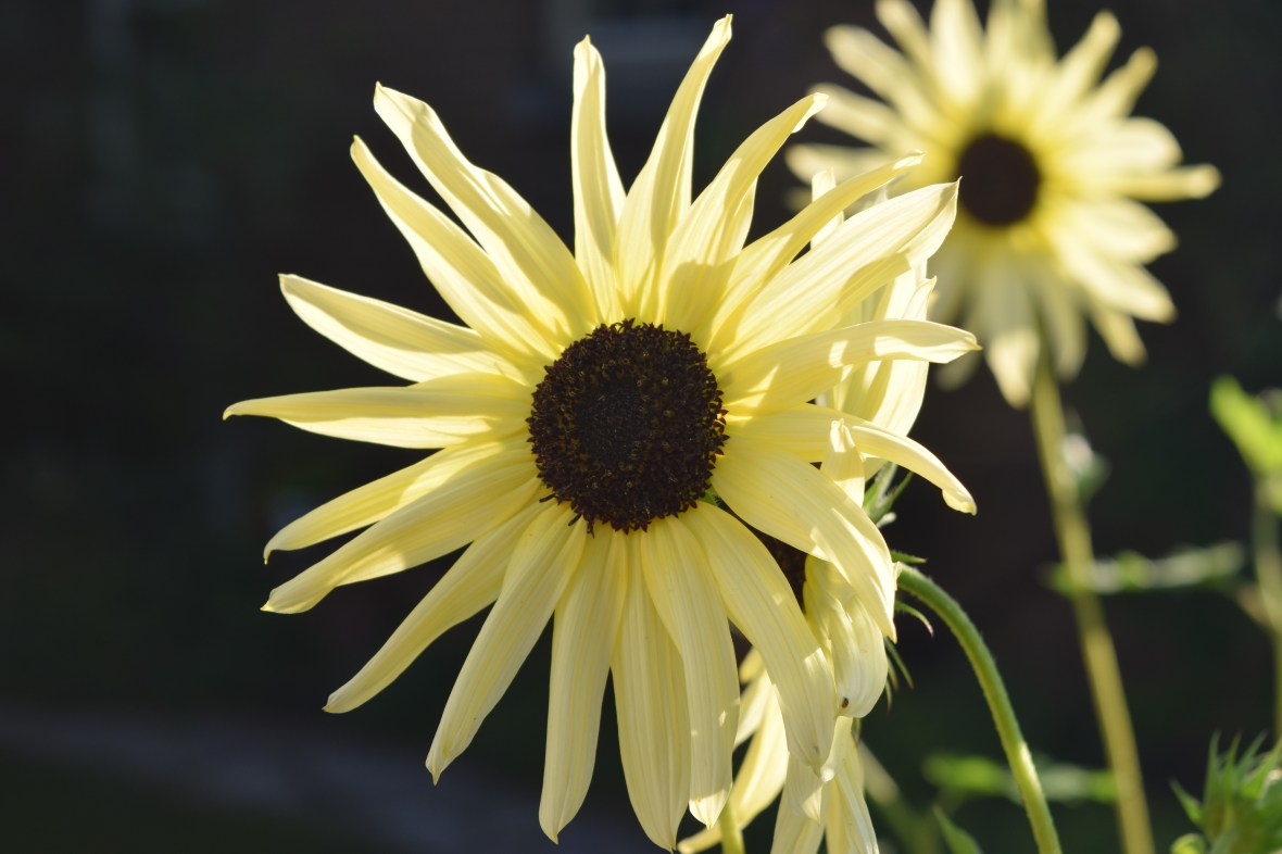 2014-08-09 17.34.04 'Italian White sunflower