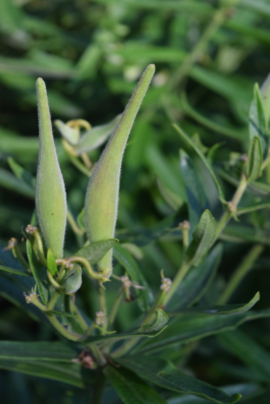 Swamp Milkweed seed pods