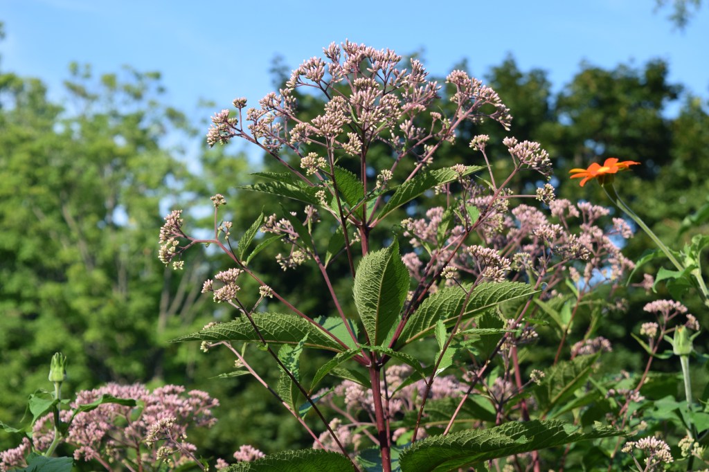 'Gateway' Joe Pye Weed