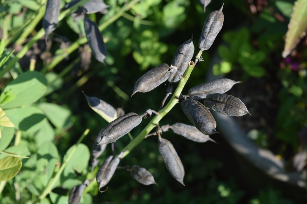Wild Indigo seed pods