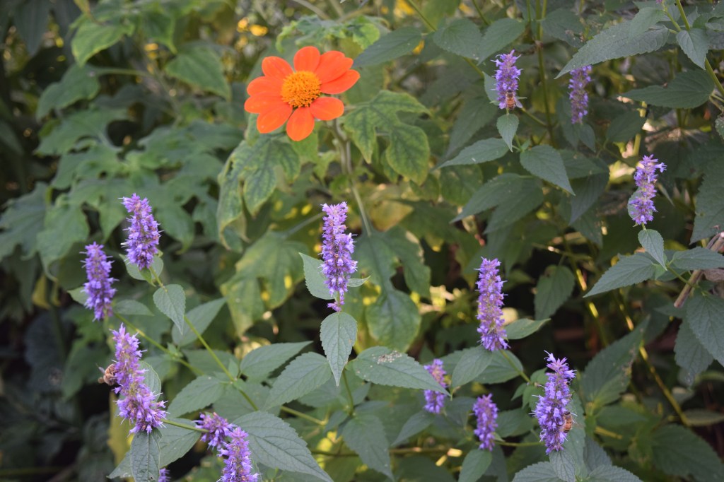 Anise hyssop and Mexican sunflower