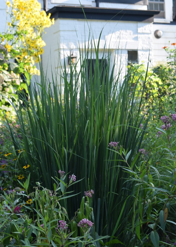 'Northwind' Switchgrass