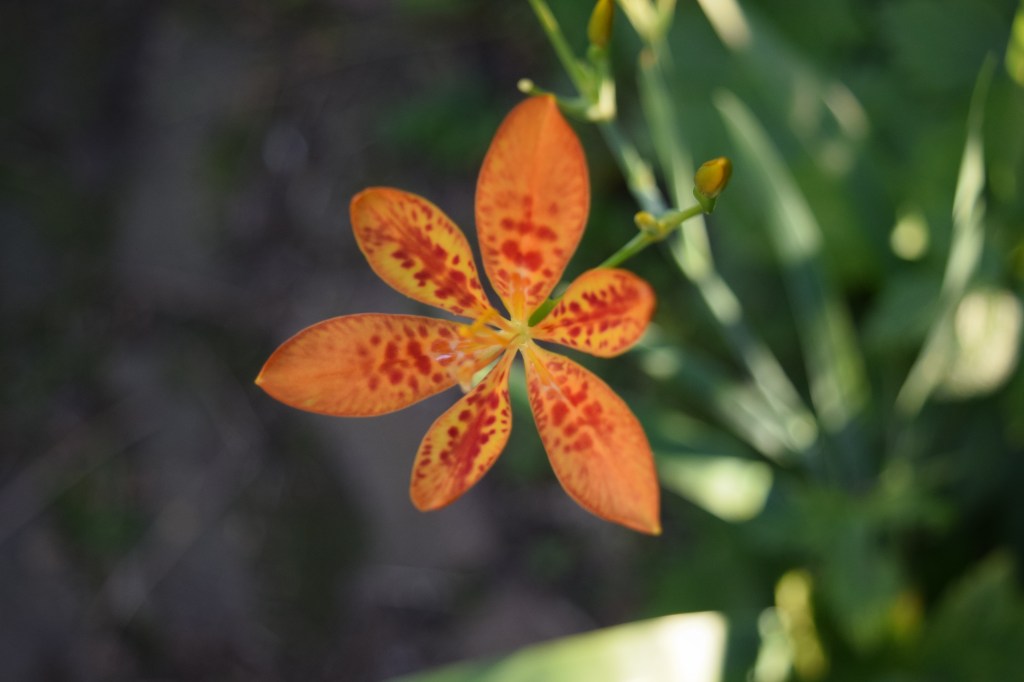 Blackberry Lily
