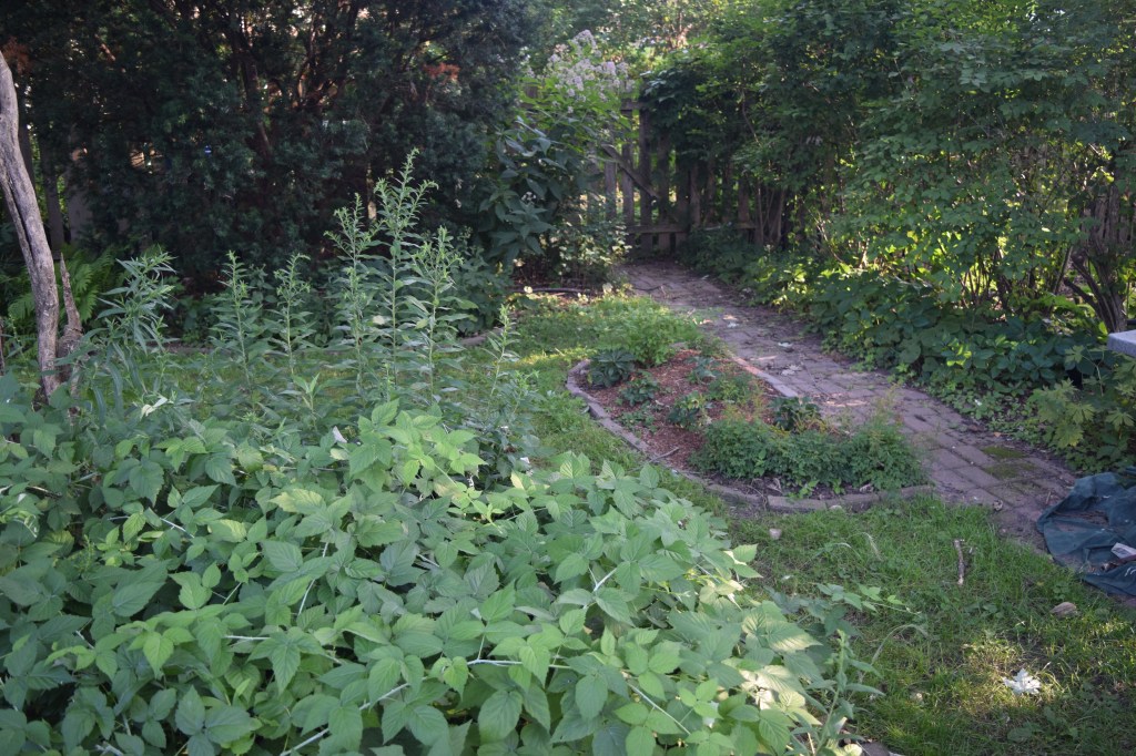 Wild Black Raspberry patch