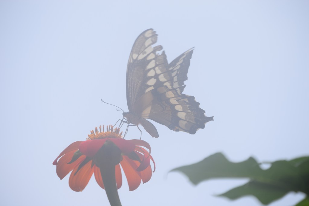 Picture taken through a foggy lens.