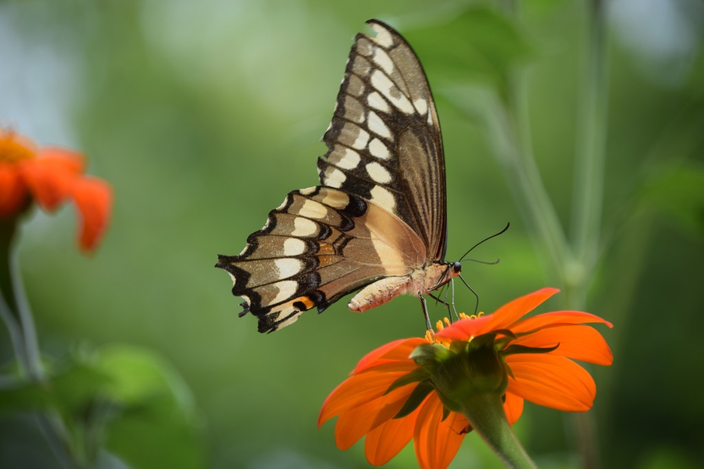 2014-08-23 12.13.54 giant swallowtail