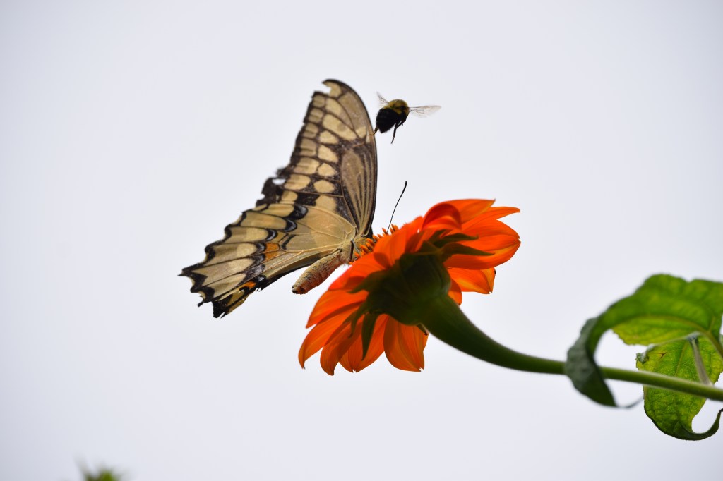 Bumblebee wants the swallowtail to move on, and he does.