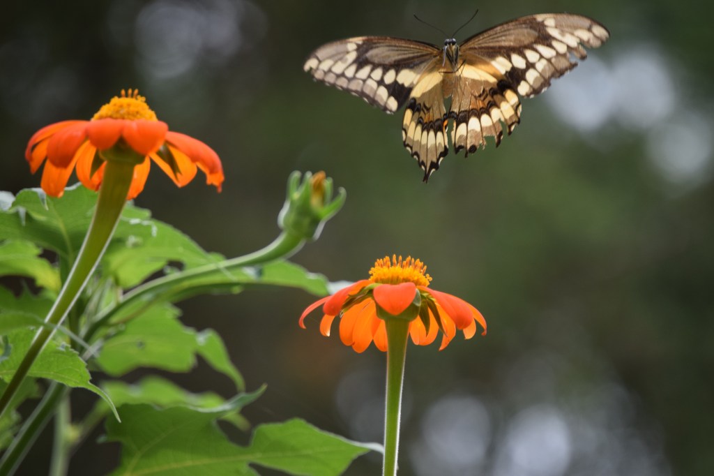 2014-08-23 12.21.17-2  giant swallowtail