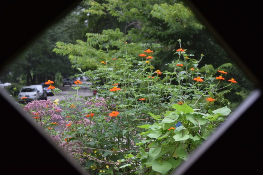 The Driveway Border (post-disaster) seen from the front door window. The one remaining Tithonia seems to be OK. 