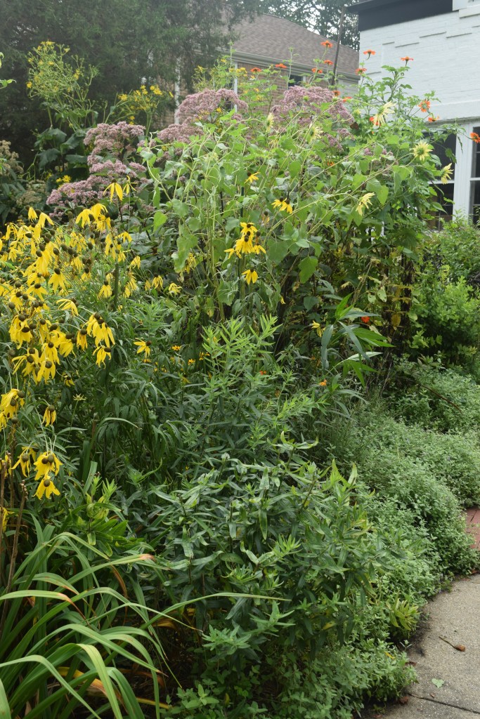 After the Great Tithonia Disaster