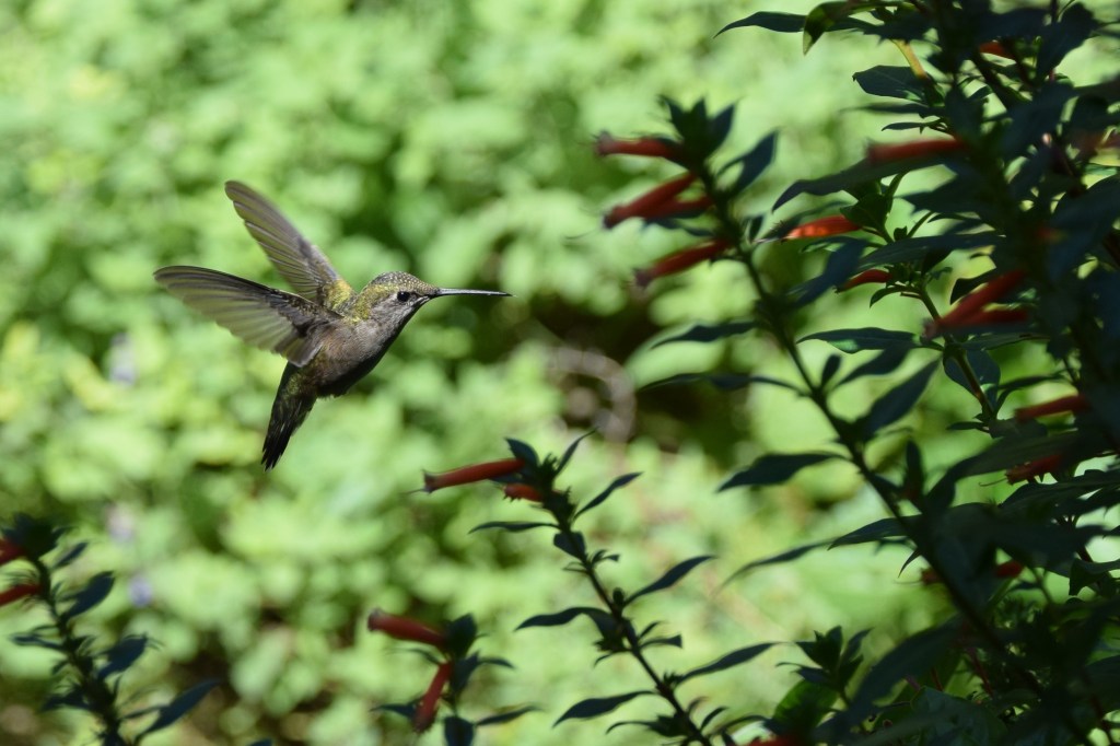 Ruby Throated Hummingbird