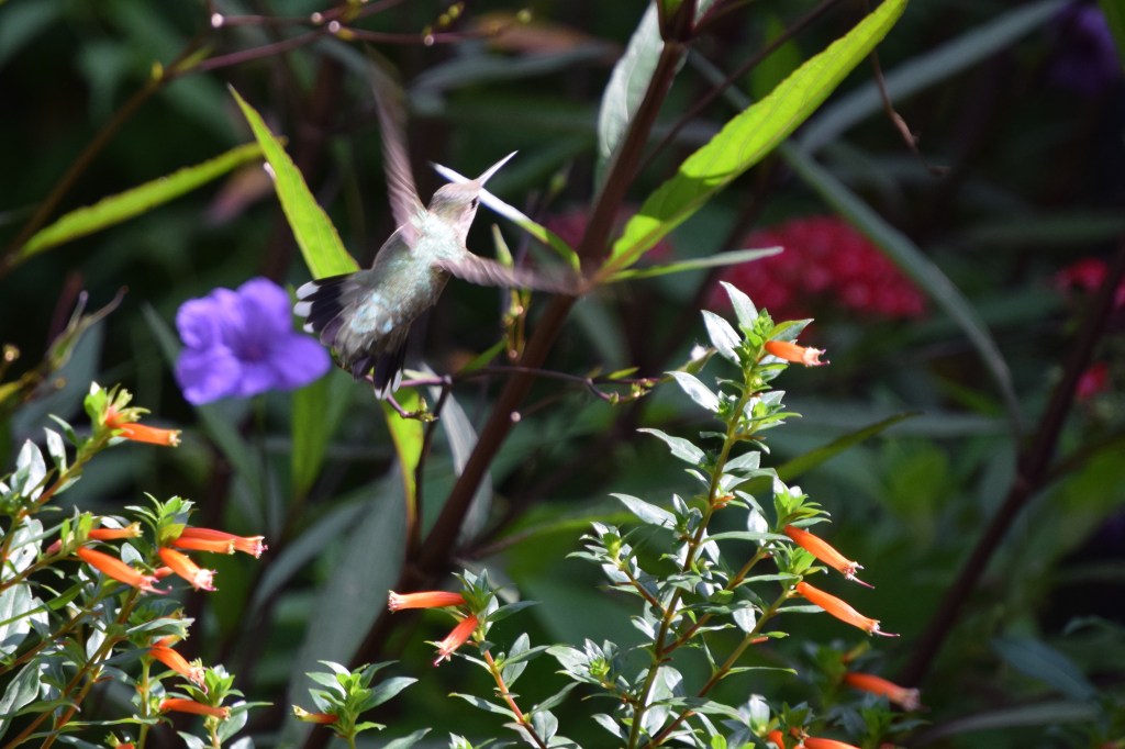 DSC_0797 Hummingbird