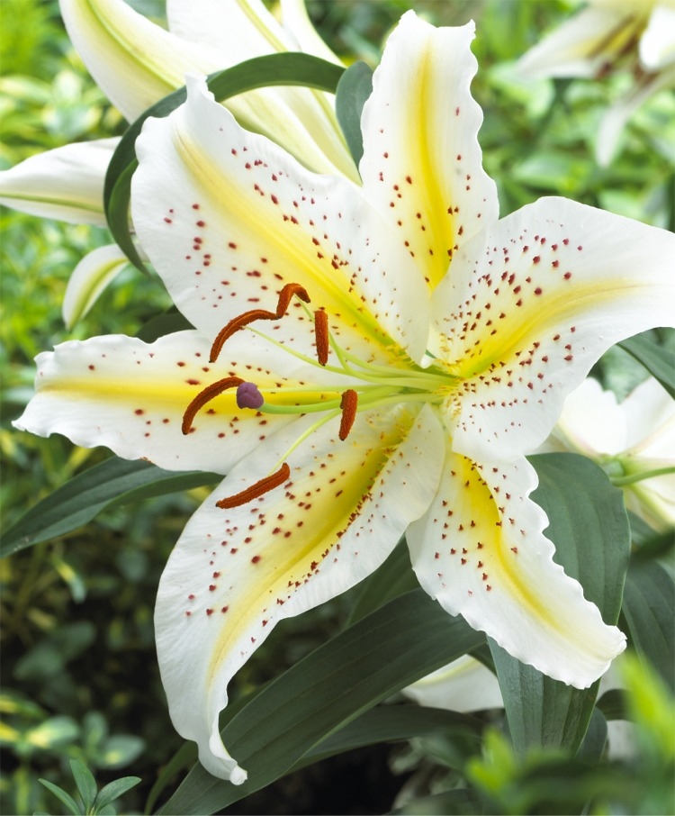 lily_oriental_auratum_gold_band_main