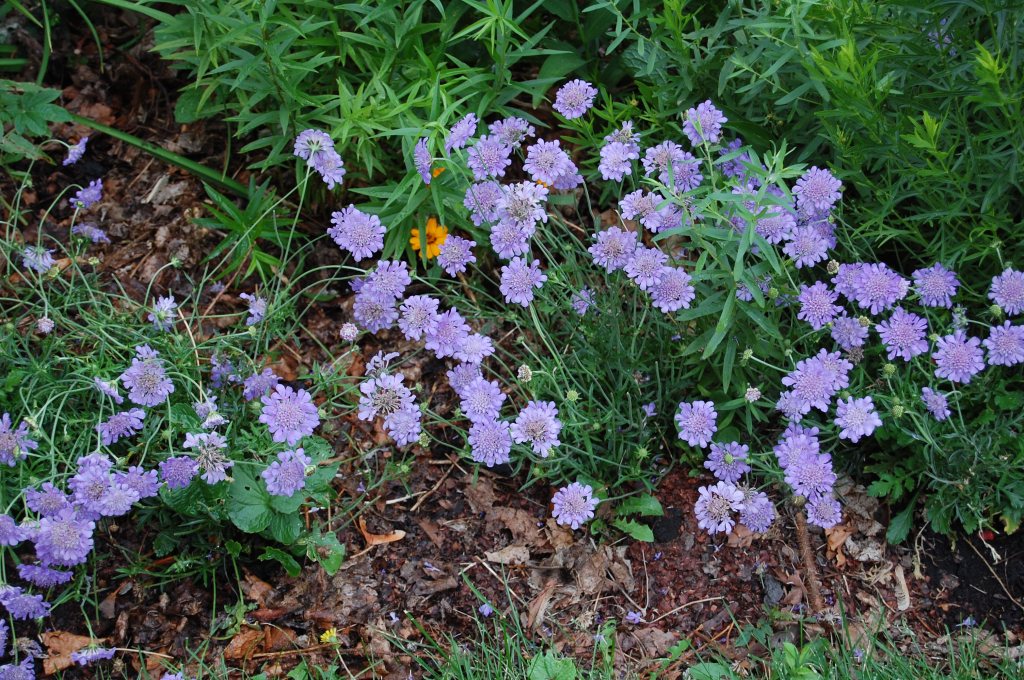 Scabiosa 'Butterfly Blue' (in)