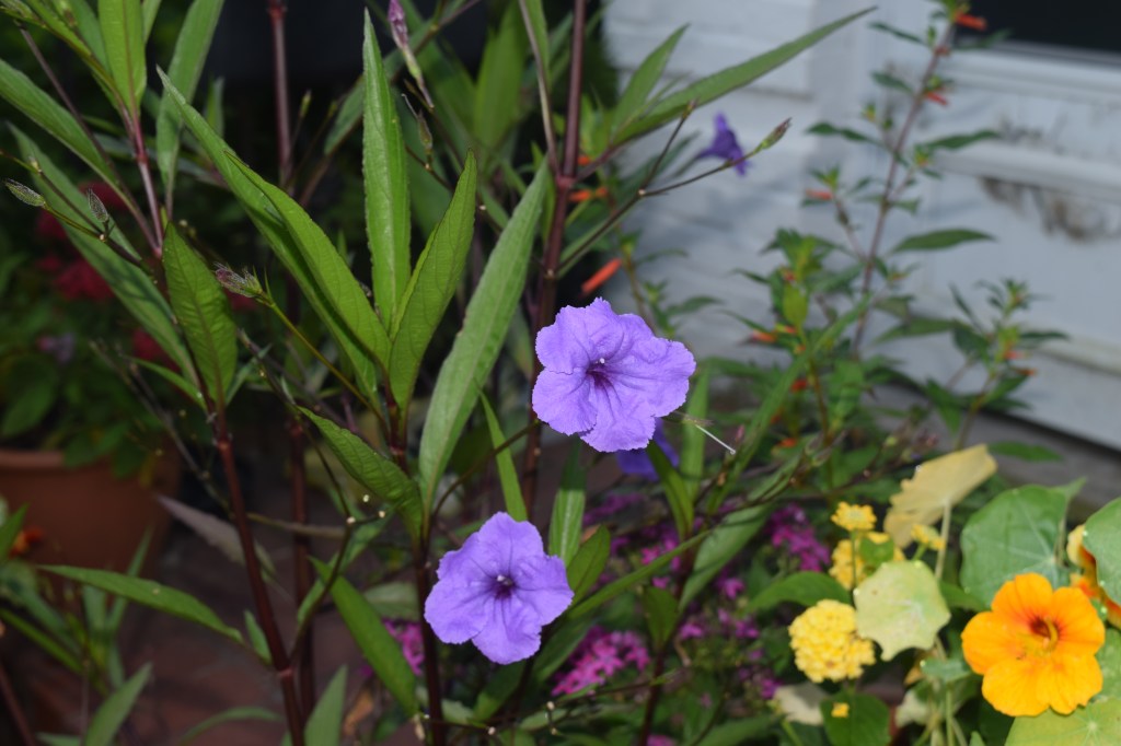 Mexican Petunia, Nasturtium, Lantana