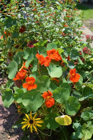 Do Nasturtiums make your nose wrinkle?