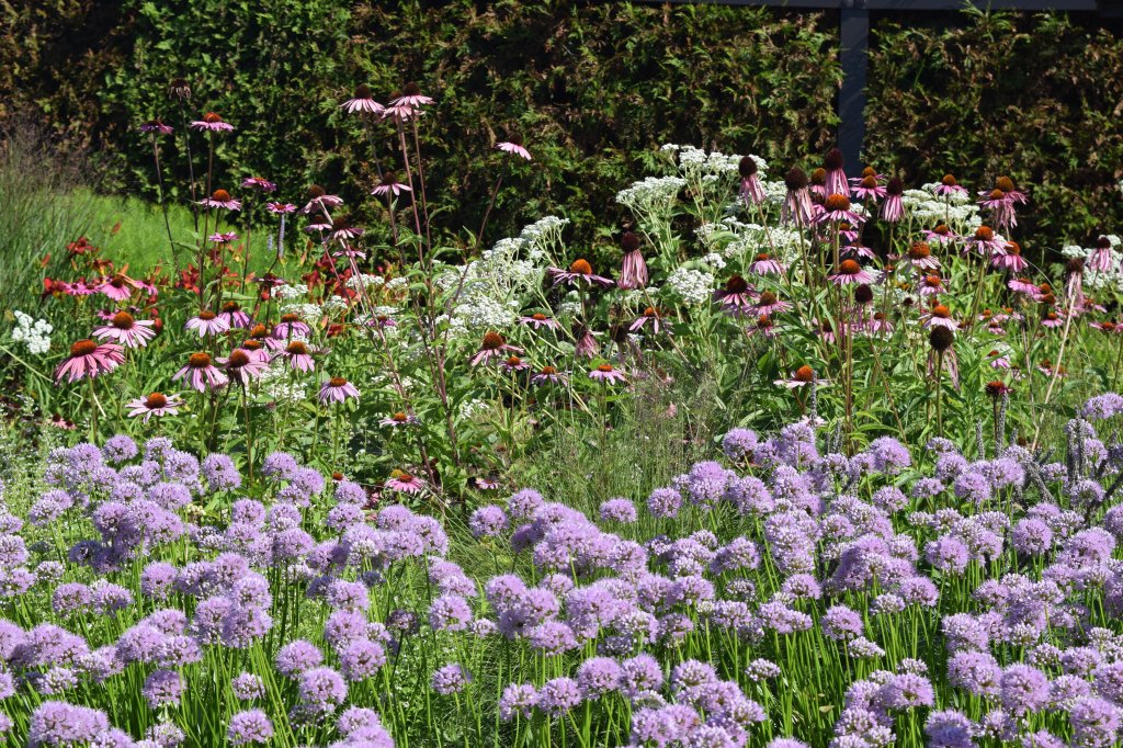 'Summer Beauty' Alliums at the Lurie Garden.