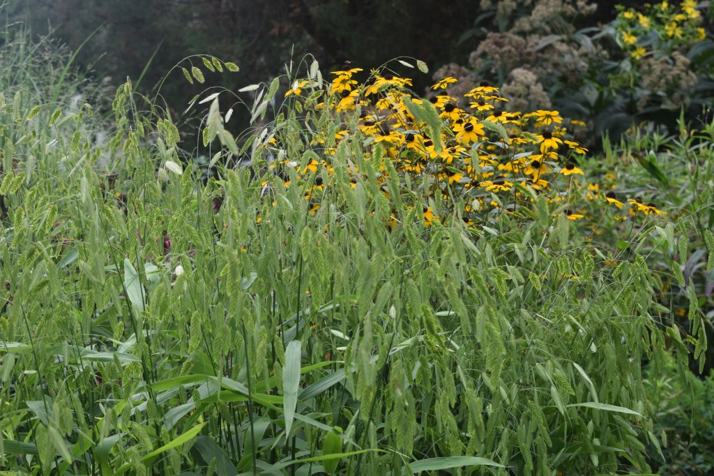 Brown-Eyed Susan peek out from behind a tall clump of Norther Sea Oats.