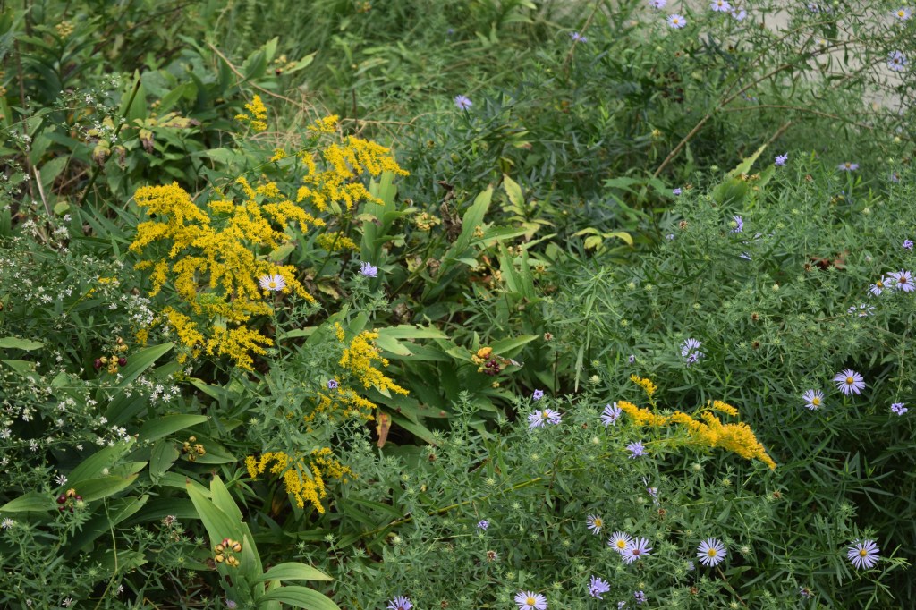 Aromatic Aster and Anise Scented Goldenrod. I have never found Aromatic Aster to be aromatic at all, but Anise Scented Goldenrod really is anise-scented.