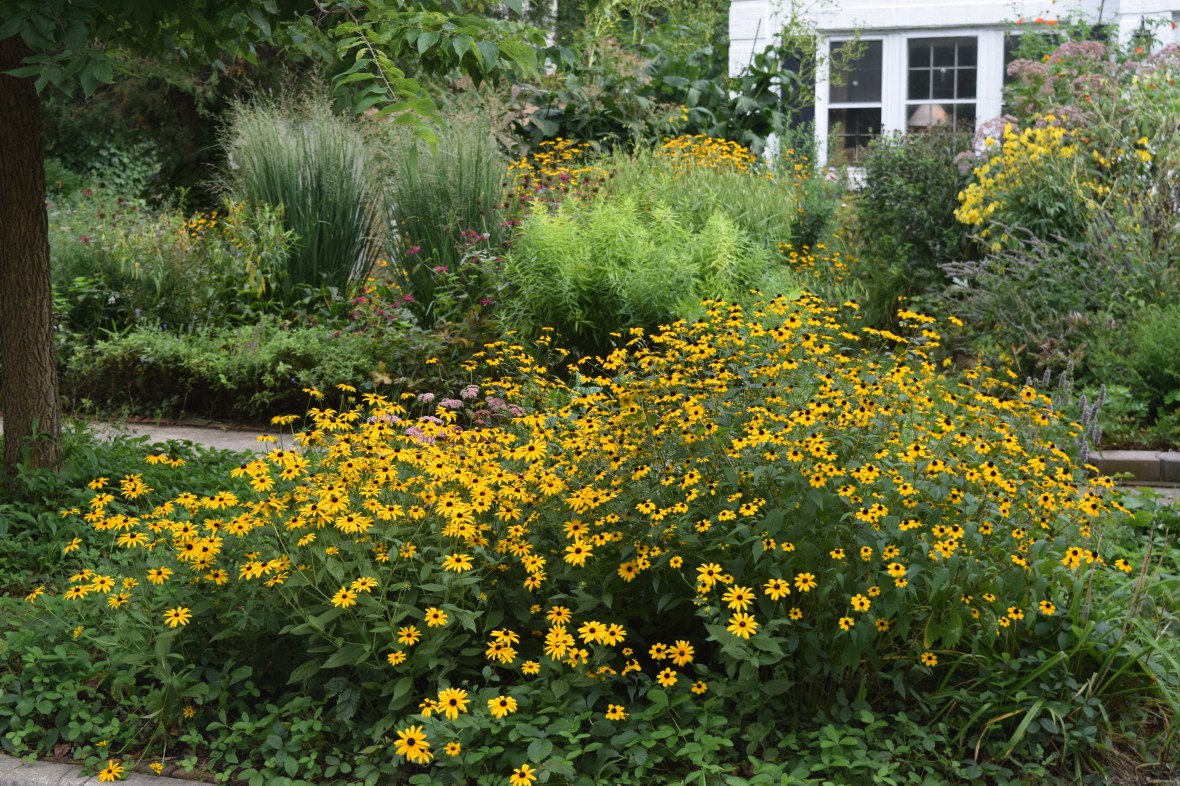 2014-09-01 17.11.03 Brown Eyed susan, black eyed susan