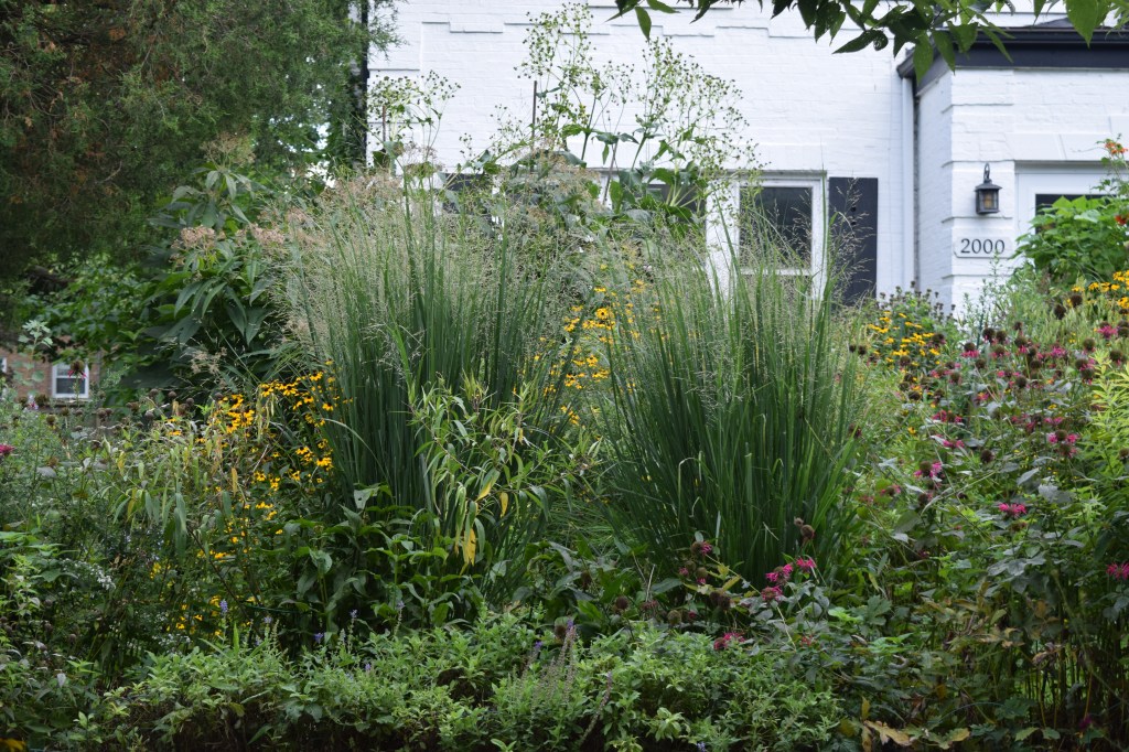 'Northwind' Switchgrass in the Sidewalk Border.