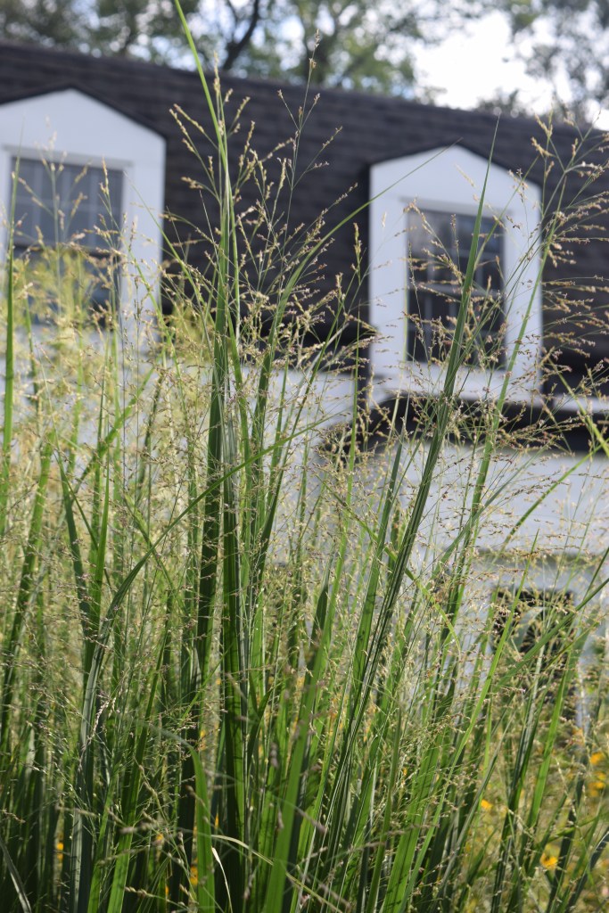 2014-09-01 17.16.03 switchgrass