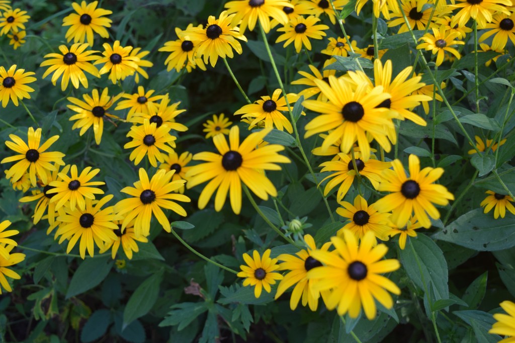 Black-Eyed Susan