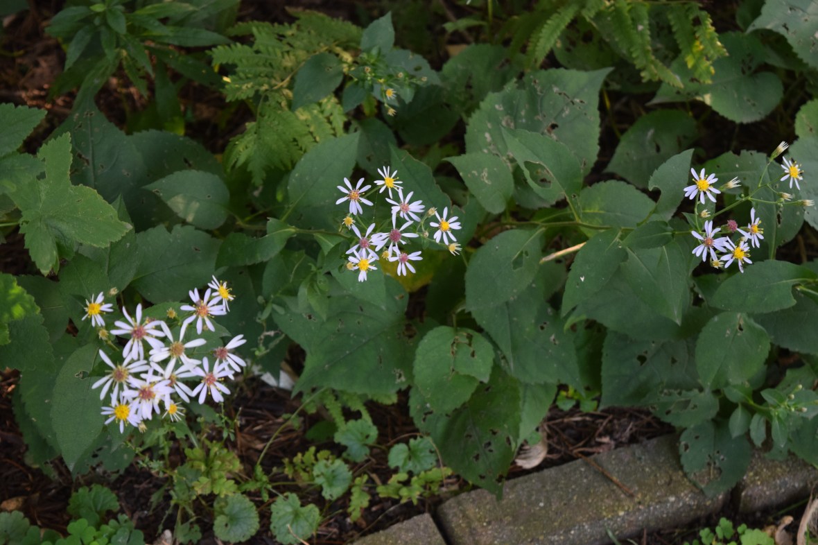 2014-09-01 17.40.40 Big Leaf Aster