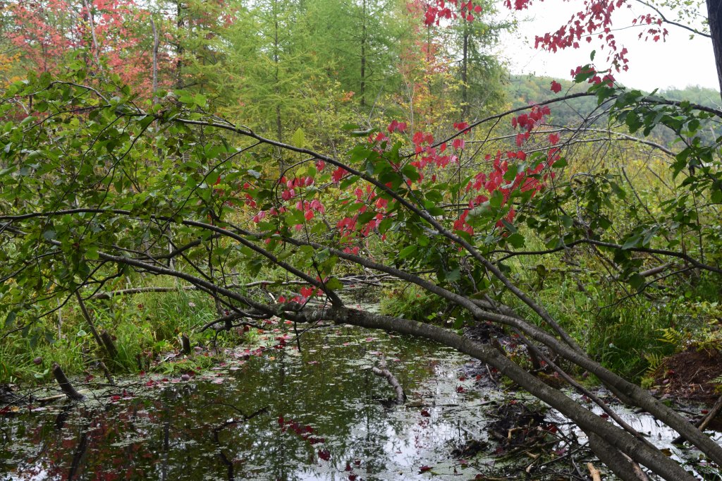 Some early fall color at Hunt Hill.