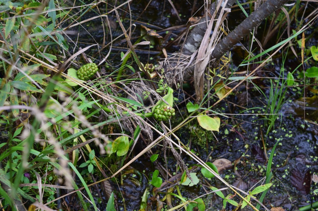 Jack-in-the-pulpit berries?