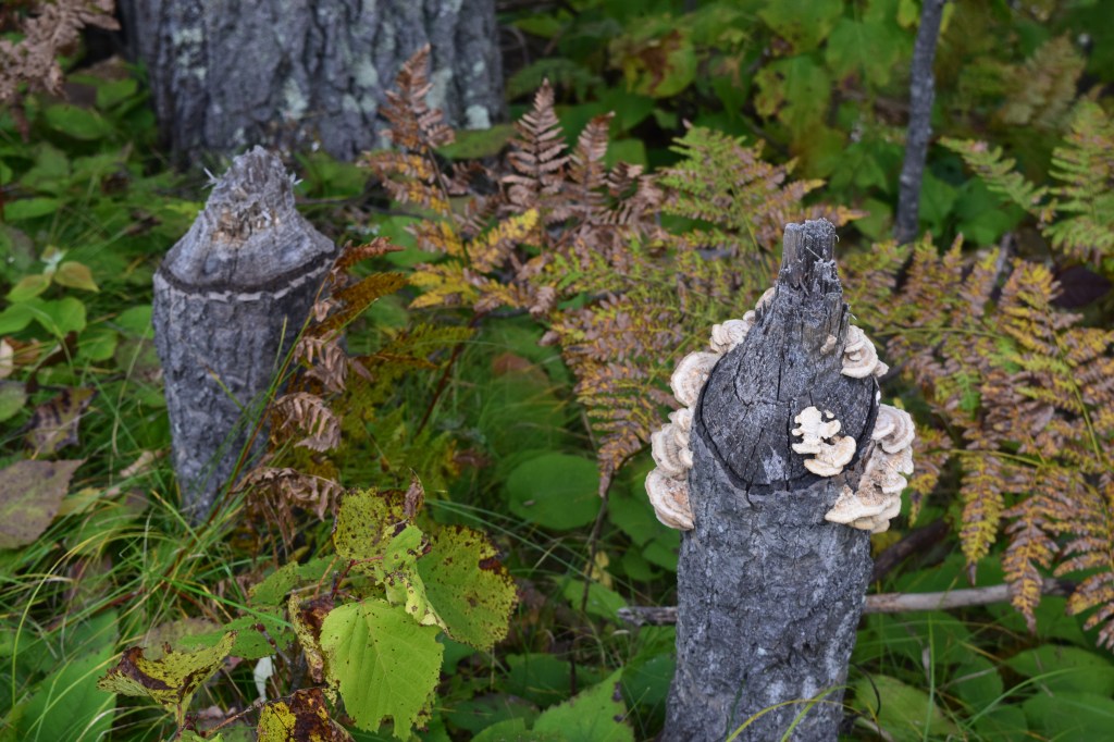 2014-09-19 14.29.05 hunt hill fungus