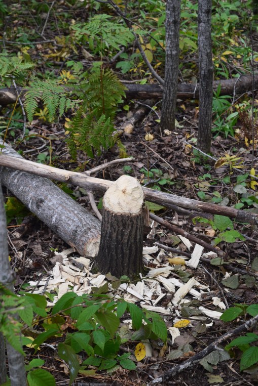 There was no way this tree was going to end up in the water.