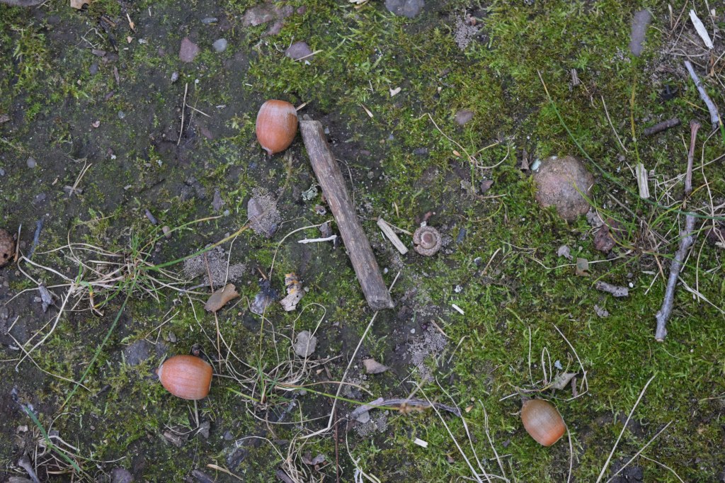 Acorns were plentiful.