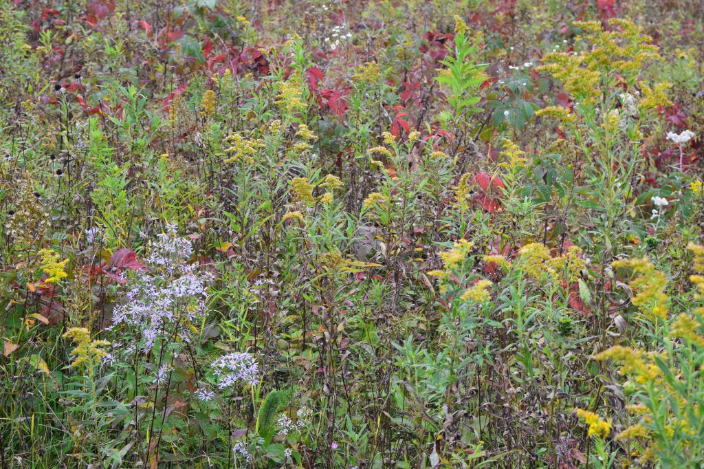Goldenrod, aster, and wild raspberry