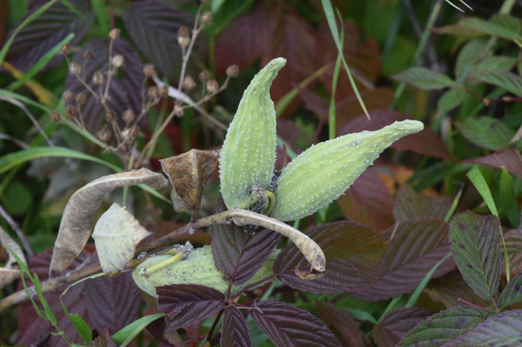 Milkweed pods.