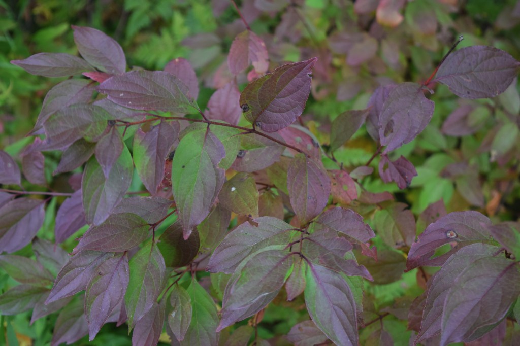 Some kind of shrub dogwood.