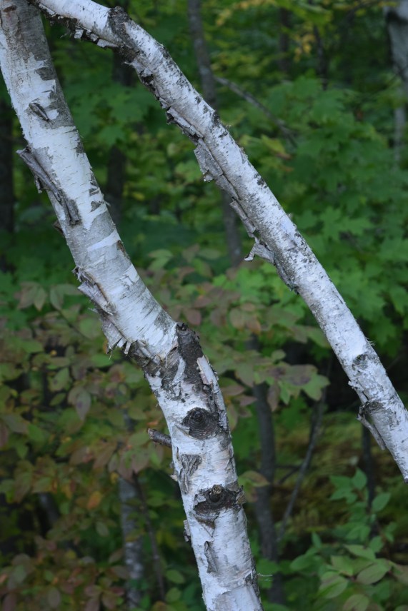 Birch trunks.